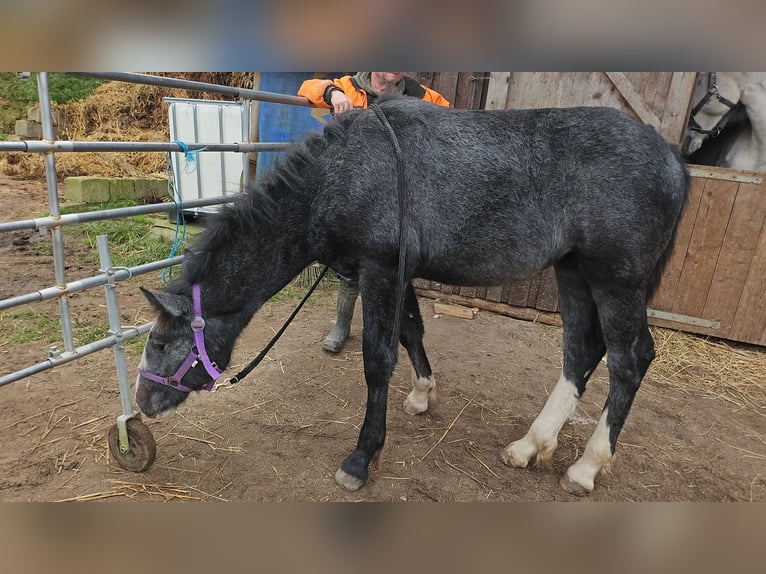 Altri cavalli a sangue freddo Mix Giumenta 1 Anno 140 cm Può diventare grigio in Teublitz