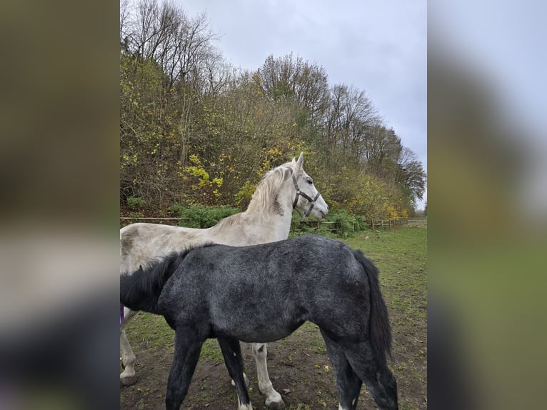 Altri cavalli a sangue freddo Mix Giumenta 1 Anno 140 cm Può diventare grigio in Teublitz