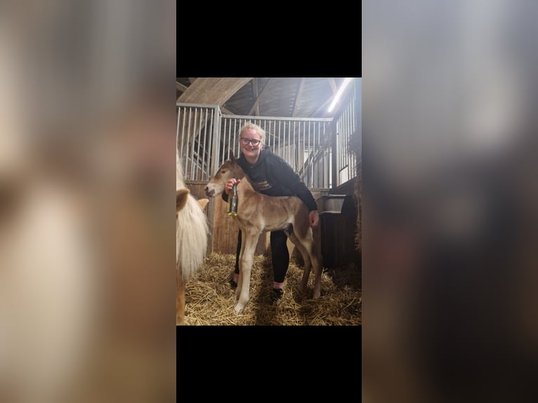 Altri cavalli a sangue freddo Mix Giumenta 2 Anni 145 cm Sauro in Emmelsbüll Horsbüll