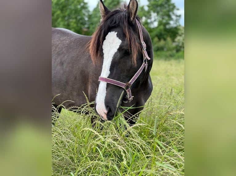 Altri cavalli a sangue freddo Giumenta 2 Anni 158 cm Baio nero in Hamburg