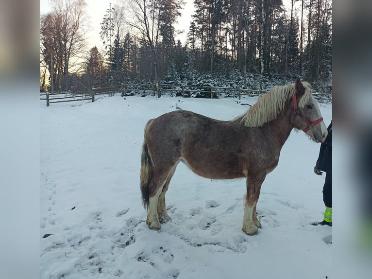 Altri cavalli a sangue freddo Giumenta 2 Anni Grigio rossastro in Stężyca