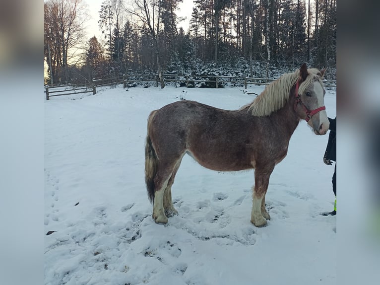 Altri cavalli a sangue freddo Giumenta 2 Anni Grigio rossastro in Stężyca