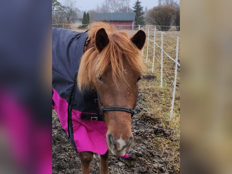 Altri cavalli a sangue freddo Giumenta 3 Anni 150 cm Baio chiaro in Isnäs