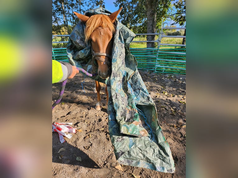 Altri cavalli a sangue freddo Giumenta 3 Anni 150 cm Baio chiaro in Isnäs