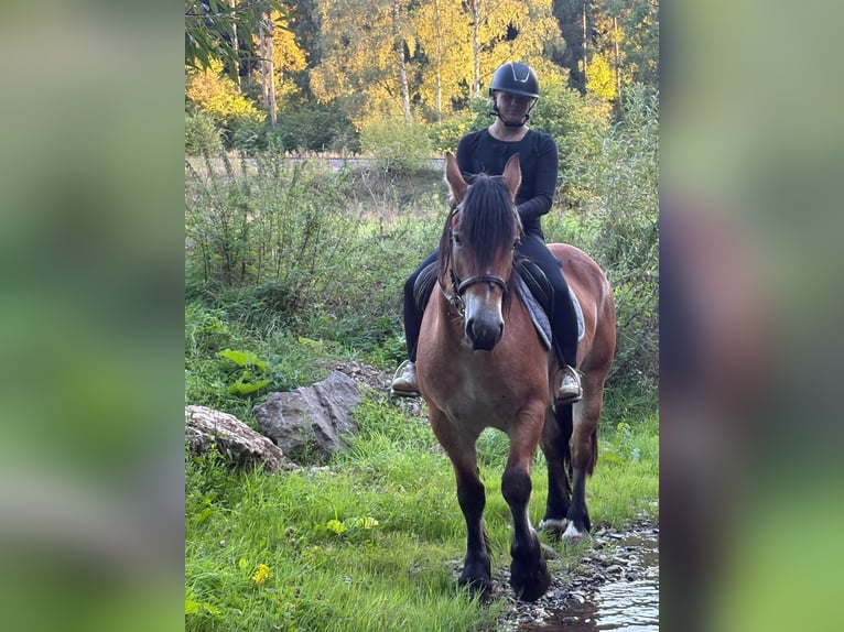 Altri cavalli a sangue freddo Giumenta 3 Anni 154 cm Baio in Nettersheim
