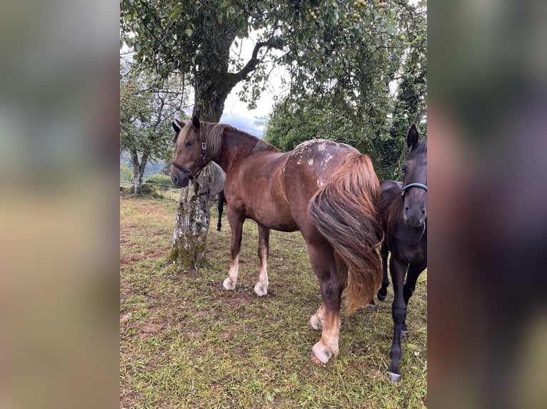 Altri cavalli a sangue freddo Giumenta 3 Anni 154 cm Sauro in Šentjernej