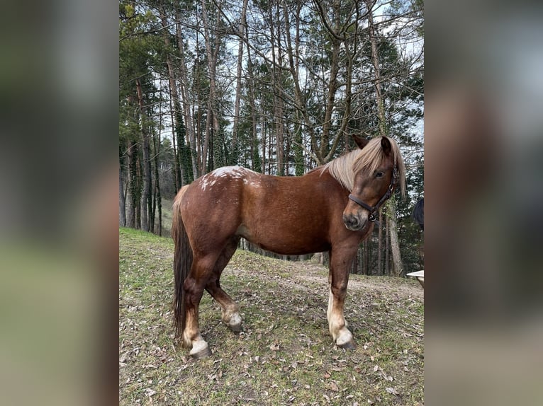 Altri cavalli a sangue freddo Giumenta 3 Anni 154 cm Sauro in Šentjernej