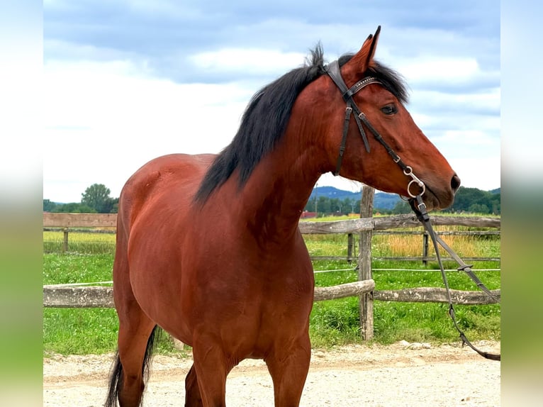Altri cavalli a sangue freddo Mix Giumenta 4 Anni 153 cm Baio in Strass in Steiermark