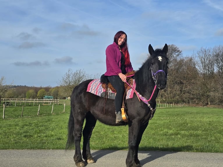 Altri cavalli a sangue freddo Mix Giumenta 4 Anni 153 cm Morello in Linkenbach