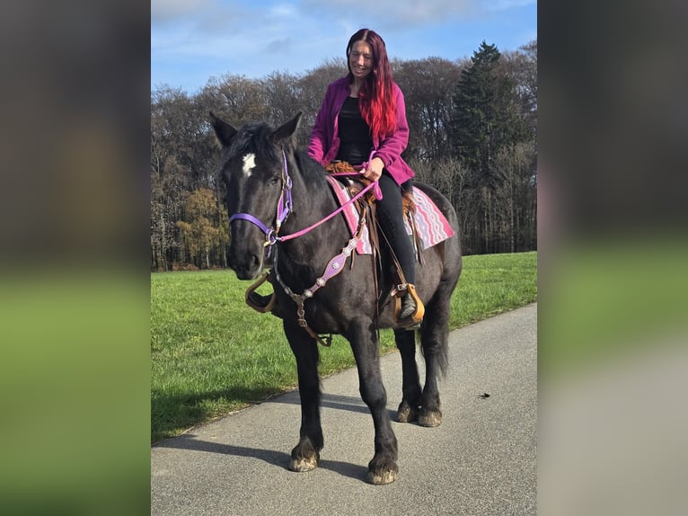 Altri cavalli a sangue freddo Mix Giumenta 4 Anni 153 cm Morello in Linkenbach