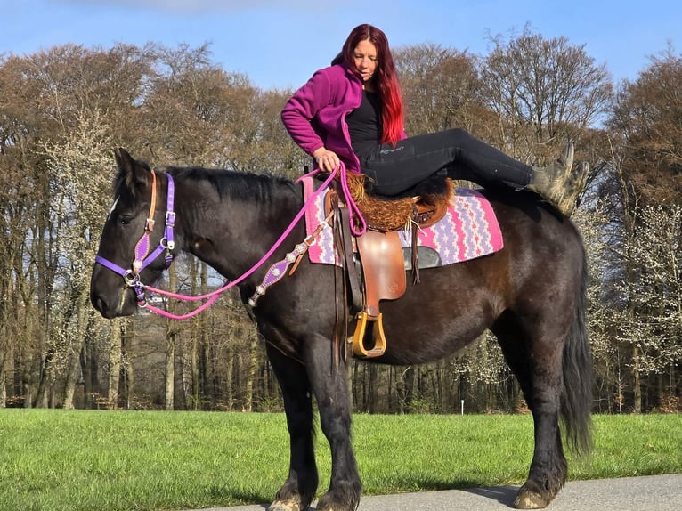 Altri cavalli a sangue freddo Mix Giumenta 4 Anni 153 cm Morello in Linkenbach