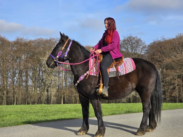 Altri cavalli a sangue freddo Mix Giumenta 4 Anni 153 cm Morello in Linkenbach