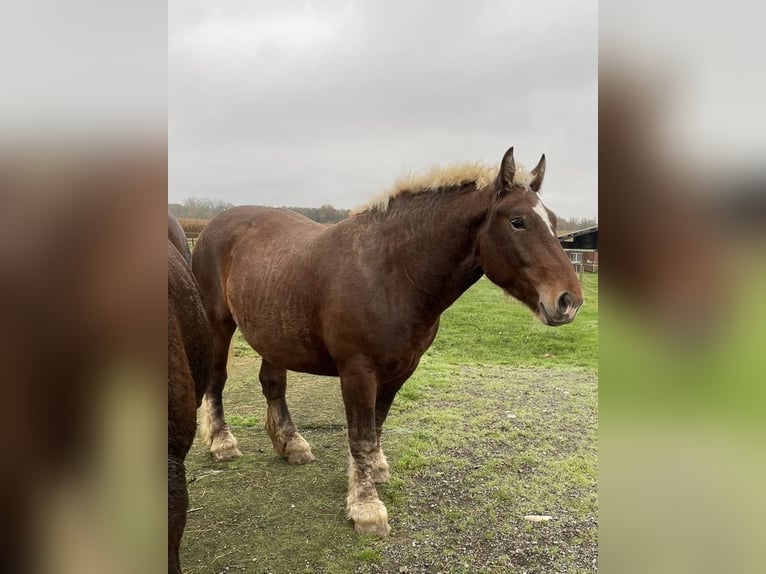 Altri cavalli a sangue freddo Giumenta 4 Anni 153 cm Sauro scuro in Steinsoultz