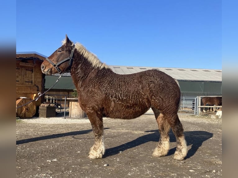 Altri cavalli a sangue freddo Giumenta 4 Anni 153 cm Sauro scuro in Steinsoultz