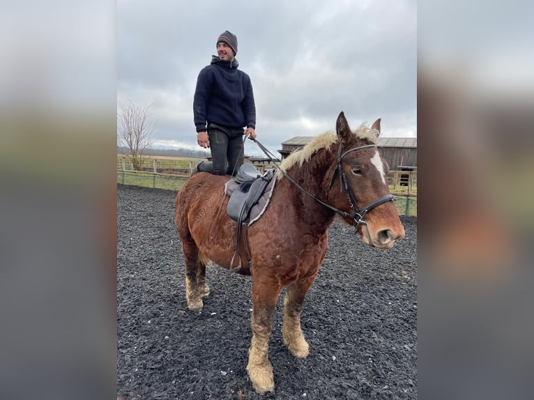 Altri cavalli a sangue freddo Giumenta 4 Anni 153 cm Sauro scuro in Steinsoultz