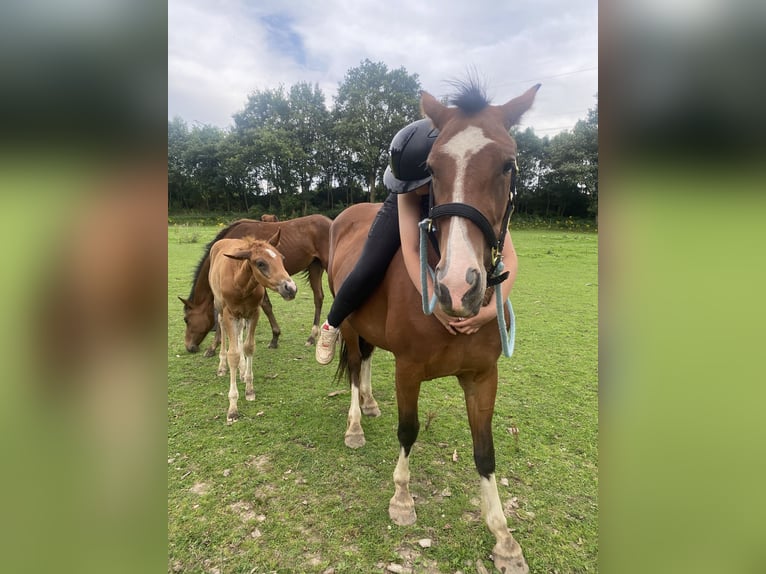 Altri cavalli a sangue freddo Mix Giumenta 4 Anni 155 cm Baio scuro in Maasbracht