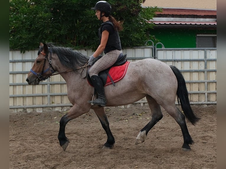 Altri cavalli a sangue freddo Mix Giumenta 4 Anni 155 cm Falbo baio in Buttstädt
