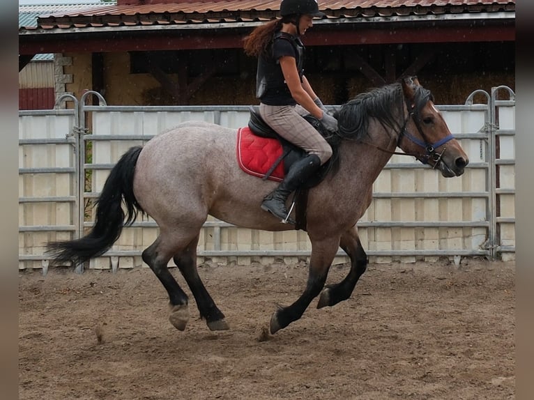 Altri cavalli a sangue freddo Mix Giumenta 4 Anni 155 cm Falbo baio in Buttstädt