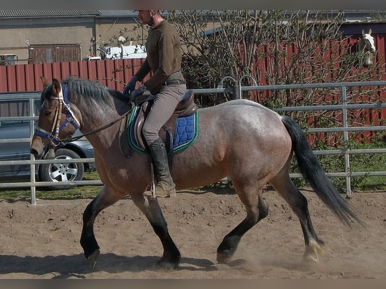 Altri cavalli a sangue freddo Giumenta 4 Anni 155 cm Falbo baio in Buttstädt