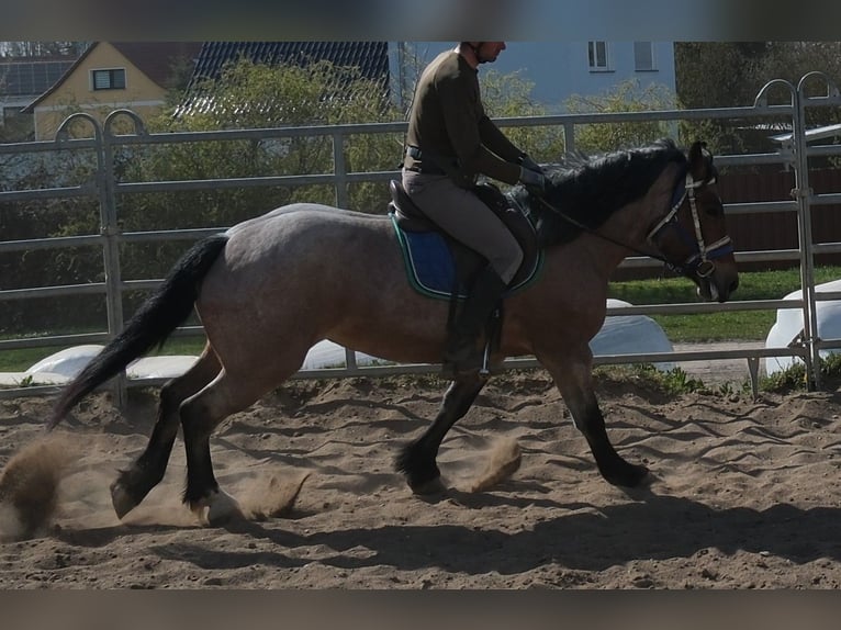 Altri cavalli a sangue freddo Giumenta 4 Anni 155 cm Falbo baio in Buttstädt