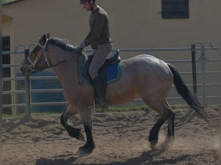 Altri cavalli a sangue freddo Giumenta 4 Anni 155 cm Falbo baio in Buttstädt