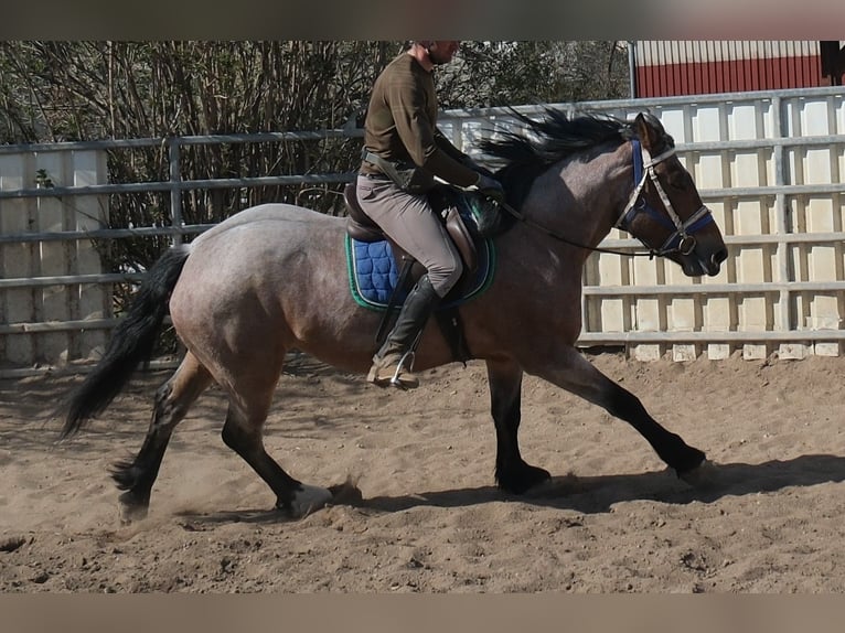 Altri cavalli a sangue freddo Giumenta 4 Anni 155 cm Falbo baio in Buttstädt