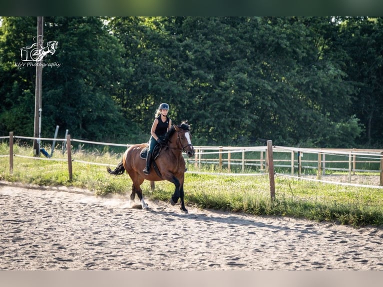 Altri cavalli a sangue freddo Mix Giumenta 4 Anni 156 cm Baio in Herzberg am Harz