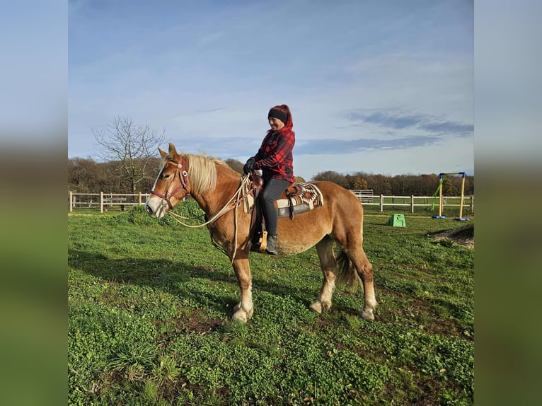 Altri cavalli a sangue freddo Giumenta 4 Anni 158 cm Sauro in Linkenbach