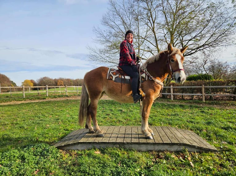 Altri cavalli a sangue freddo Giumenta 4 Anni 158 cm Sauro in Linkenbach