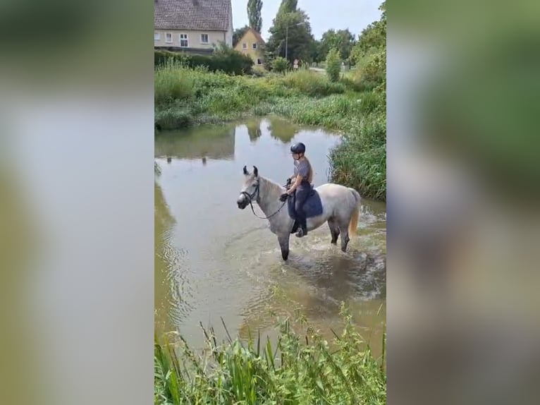 Altri cavalli a sangue freddo Giumenta 5 Anni 155 cm Grigio in Wassertrüdingen