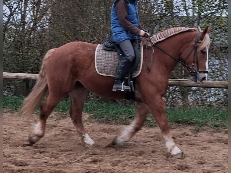 Altri cavalli a sangue freddo Giumenta 5 Anni 160 cm Sauro in Camburg