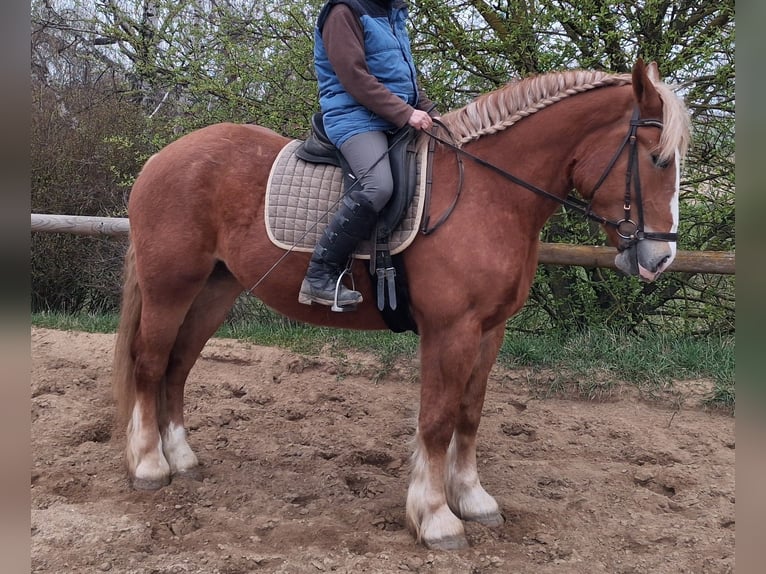 Altri cavalli a sangue freddo Giumenta 5 Anni 160 cm Sauro in Camburg