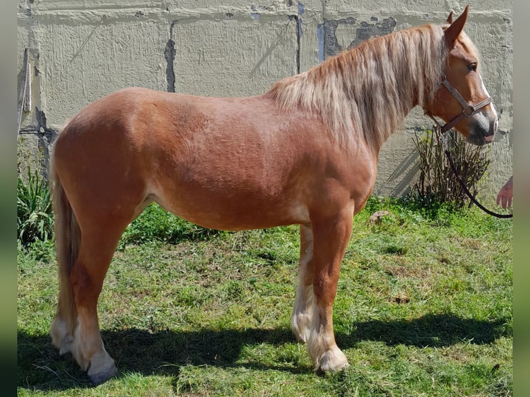 Altri cavalli a sangue freddo Giumenta 5 Anni 160 cm Sauro in Camburg