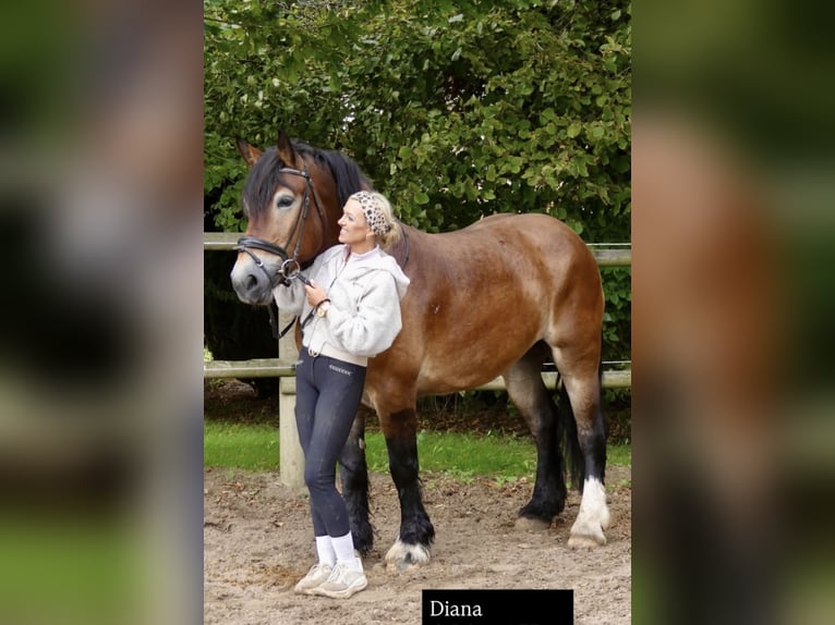 Altri cavalli a sangue freddo Giumenta 5 Anni 162 cm Baio in Bünde