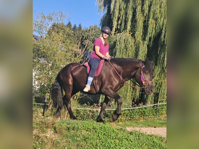 Altri cavalli a sangue freddo Giumenta 5 Anni 162 cm Morello in Bayerbach