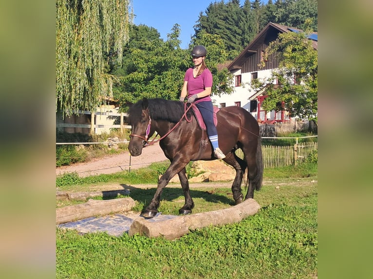 Altri cavalli a sangue freddo Giumenta 5 Anni 162 cm Morello in Bayerbach