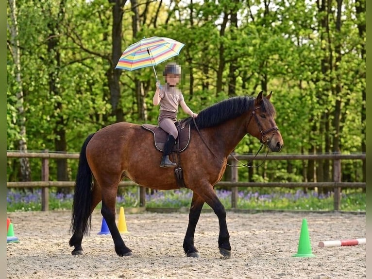 Altri cavalli a sangue freddo Giumenta 6 Anni 160 cm Baio in Kecskemét