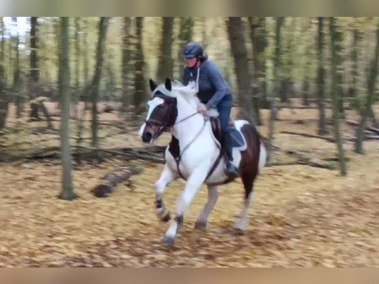 Altri cavalli a sangue freddo Giumenta 6 Anni 160 cm Pezzato in Braunschweig