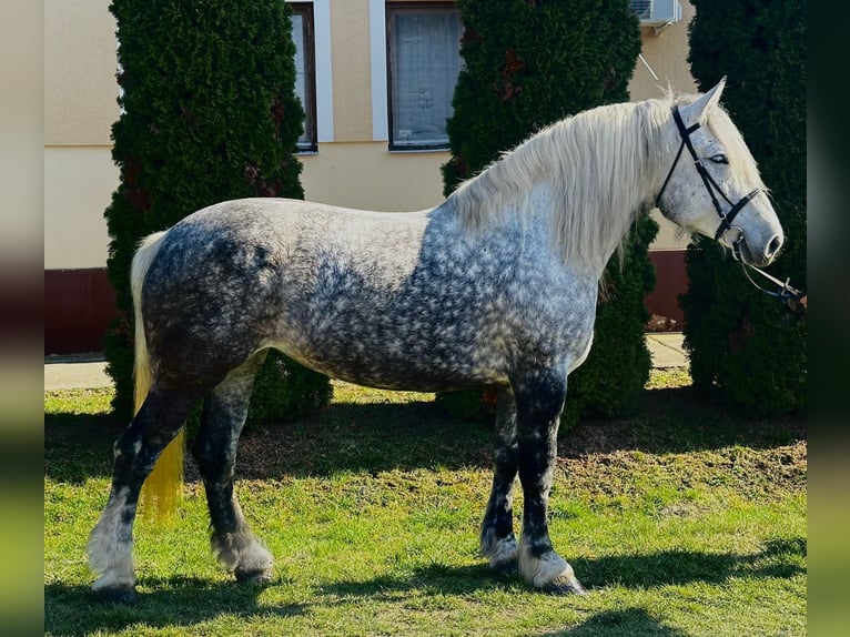 Altri cavalli a sangue freddo Giumenta 6 Anni 162 cm Grigio in Békéscsaba