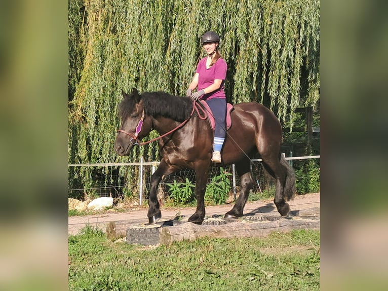 Altri cavalli a sangue freddo Giumenta 6 Anni 162 cm Morello in Bayerbach
