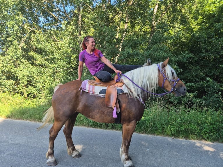 Altri cavalli a sangue freddo Giumenta 6 Anni 165 cm Sauro scuro in Linkenbach
