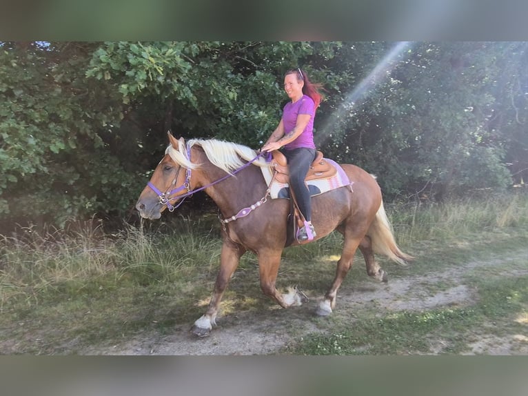 Altri cavalli a sangue freddo Giumenta 6 Anni 165 cm Sauro scuro in Linkenbach