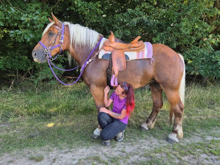 Altri cavalli a sangue freddo Giumenta 6 Anni 165 cm Sauro scuro in Linkenbach
