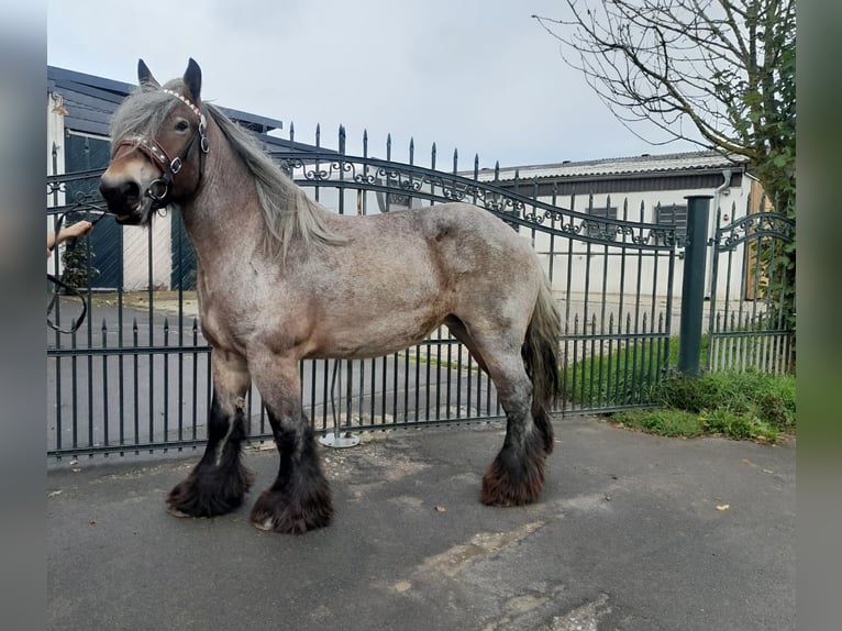 Altri cavalli a sangue freddo Giumenta 6 Anni Grigio rossastro in Nettersheim