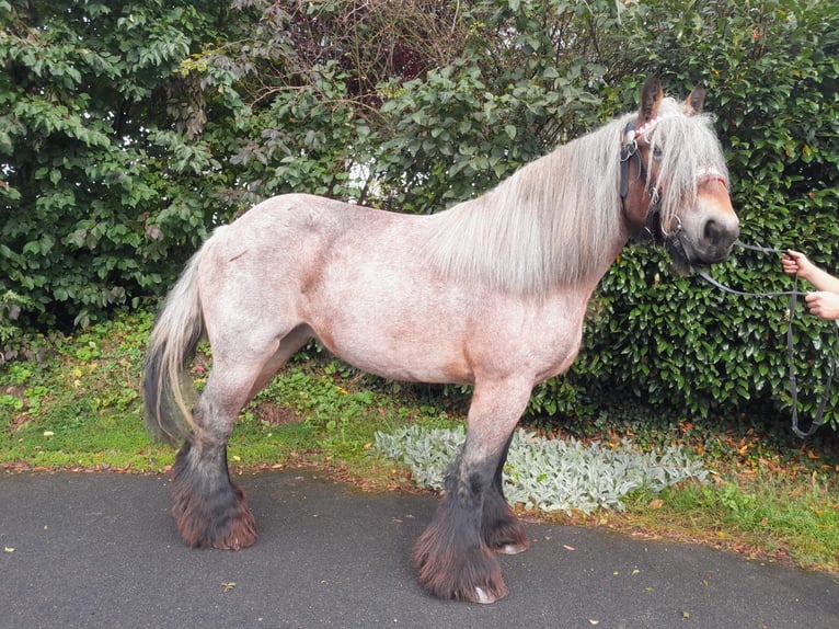 Altri cavalli a sangue freddo Giumenta 6 Anni Grigio rossastro in Nettersheim