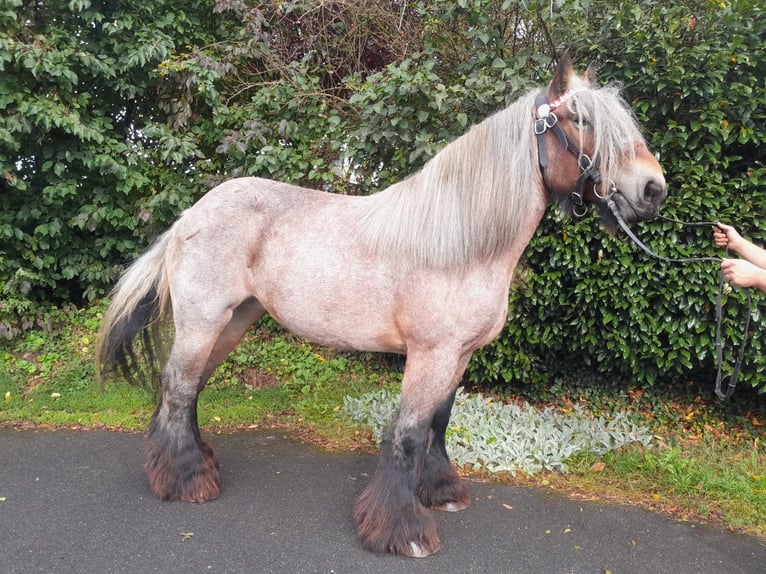 Altri cavalli a sangue freddo Giumenta 6 Anni Grigio rossastro in Nettersheim