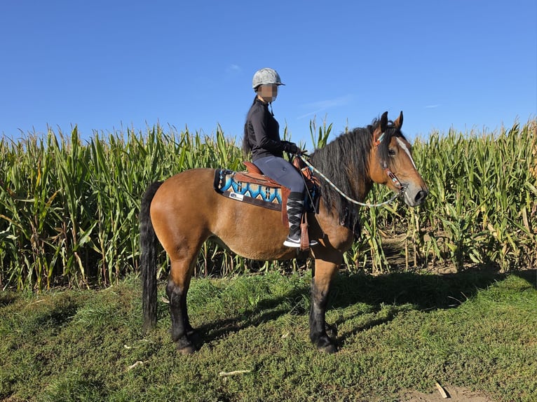 Altri cavalli a sangue freddo Giumenta 7 Anni 154 cm Baio in Linkenbach
