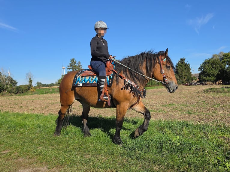 Altri cavalli a sangue freddo Giumenta 7 Anni 154 cm Baio in Linkenbach