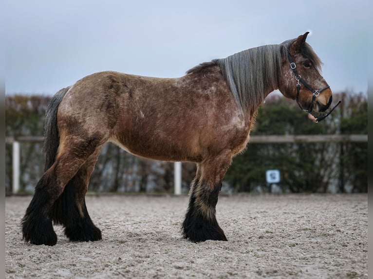 Altri cavalli a sangue freddo Giumenta 7 Anni 158 cm Grigio rossastro in Neustadt (Wied)