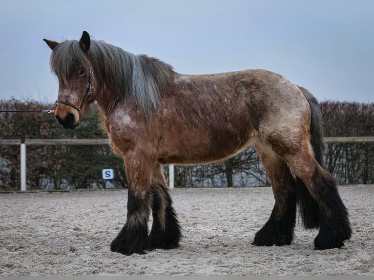 Altri cavalli a sangue freddo Giumenta 7 Anni 158 cm Grigio rossastro in Neustadt (Wied)